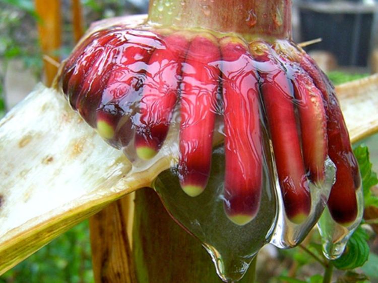 Samohnojící se kukuřice může být plodinou budoucnosti i dalším symbolem biopirátství